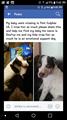 Pit Bull