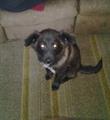 NEEDS A GOOD HOME (Titusville) 