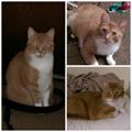Lost Cat  Grove City (grove city)