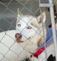 LOST MALE HUSKY CASH REWARD!! (Cantonment, FL. )