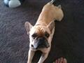 $$REWARD 4 LIGHT DOG $$$$ (CLOVIS CA )