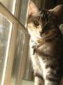 LOST CAT! $1000 Reward PLEASE HELP (Trinity Episcopal School)