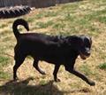 $500 reward on info pixie my black lab (Anywhere)