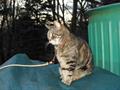  LOST CAT $1,500 REWARD Blk/Brn/Gry Tabby BAYSIDE (48th Ave & 210th Street)