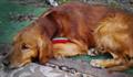 GOLDEN RETRIEVER!!REWARD (Fallbrook)