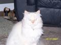MISSING White Kitty (west toledo)