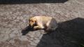 LOST Golden Retriever REWARD (Carroll Area)