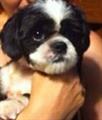 Lost Shih Tzu