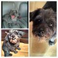 MISSING/STOLEN SMALL BLACK DOG (4500 MONEY REWARD)!!! PLEASE RETURN   $500 (Dalton, GA & Northwest G