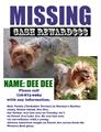 Lost Yorkie (Yorkshire Terrier) Staten Island, NY