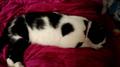 LOST CAT