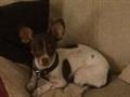 Stolen chihuahua 