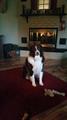 Australian Shepard dog