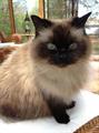 LOST CAT $REWARD (Streamwood)
