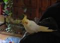 Lost Bird (cockatiel): $200 REWARD (Federal Way)