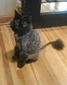 Missing Cat   $100 Reward (514 4th Ave S Moorhead)