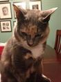 Lost Cat REWARD IF RETURNED (Southern Point/Grove City)