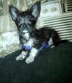 HELP!!! Have You Seen Me? I've been Kidnapped/Stolen (Kathleen area )