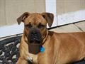 $500.00CASH REWARD TO BING BOOMER HOME!!!! (DELTONA) 