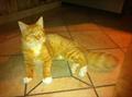 Lost Cat $500 Reward
