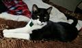 REWARD for RETURN of LOST CAT (GARDENDALE )