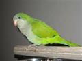 LOST TREASURED FAMILY BIRD (Battle Creek)