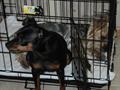 Lost Min Pin Squirt $100 Reward (Michigan City, IN)