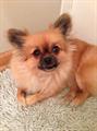  REWARD LOST PEKINGNESE (AUSTIN AREA)