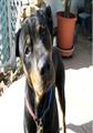 * $500 REWARD *$*LOST ROTTWEILER*$**$$ ((FALLBROOK))