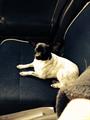 Lost Dog REWARD! (Rogers)
