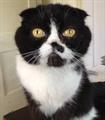  LOST CAT  BLACK & WHITE FOLDED EARS $1000 REWARD (ECHO PARK / SILVERLAKE)