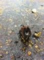 Lost black Pomeranian (13th & F St.)