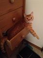 $100+ reward ORANGE CAT (Franklin)
