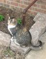 Missing Cat  Reward! (Roxbury Way)