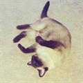LOST SIAMESE!!! PLEASE HELP!! (Golden Hill/South Park)