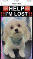 Missing Dog * Sm White * Pink Collar 